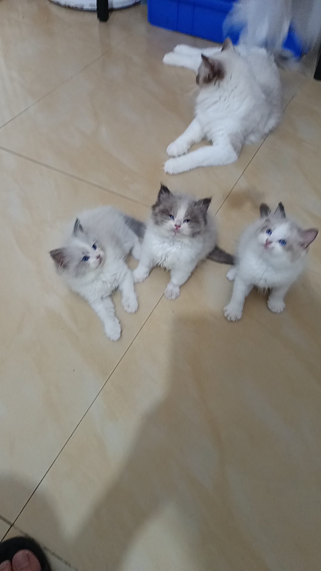 本人布偶猫都是家庭繁育，非宠物店。长期520/只出售布偶幼崽。